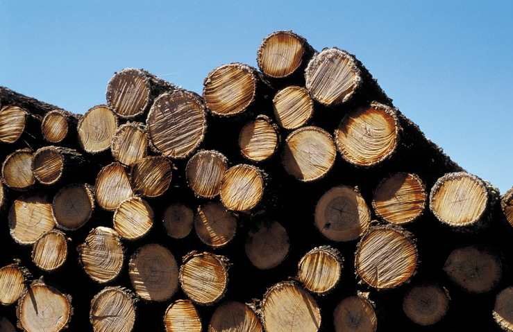 End on view of stack of pine logs. Griffith, NSW.